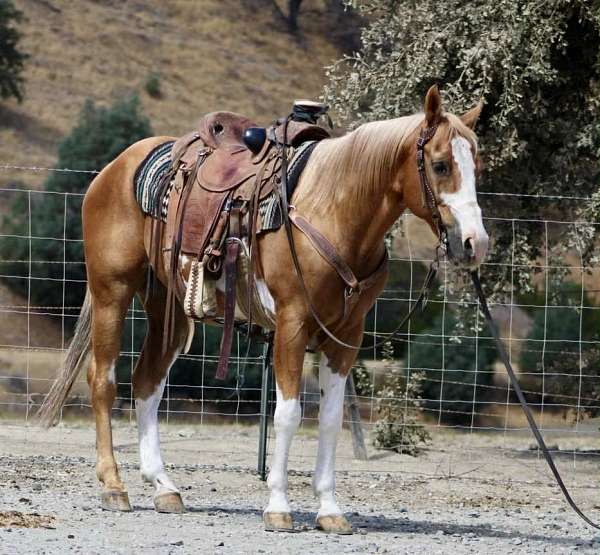 beginner-friesian-horse