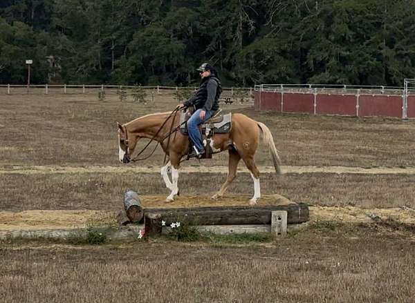 broke-for-anyone-friesian-horse