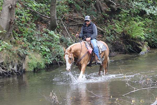 driving-friesian-horse