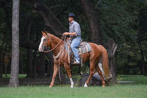 husband-safe-paint-horse