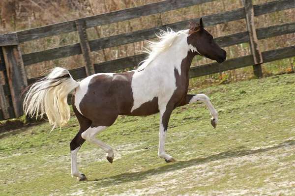 black-with-blaze-stockings-horse