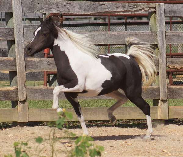 pinto-black-with-blaze-stockings-horse
