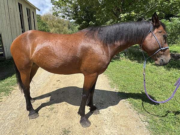 broodmare-prospect-mustang-horse