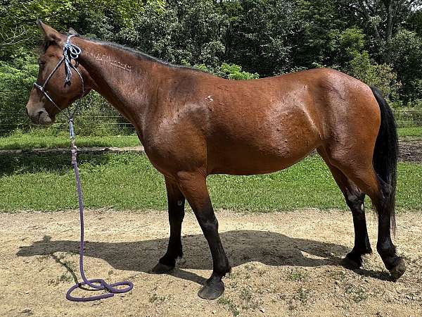 can-move-mustang-horse