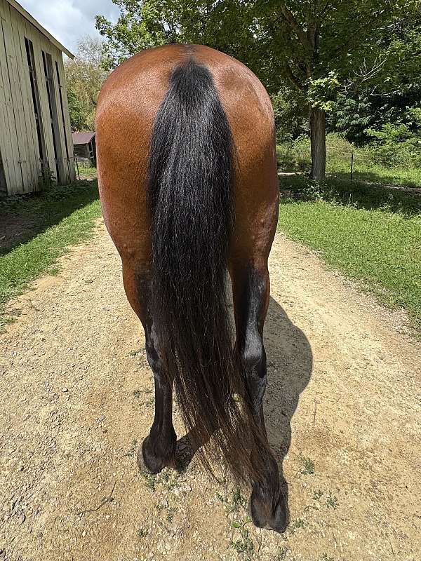 careful-mustang-horse