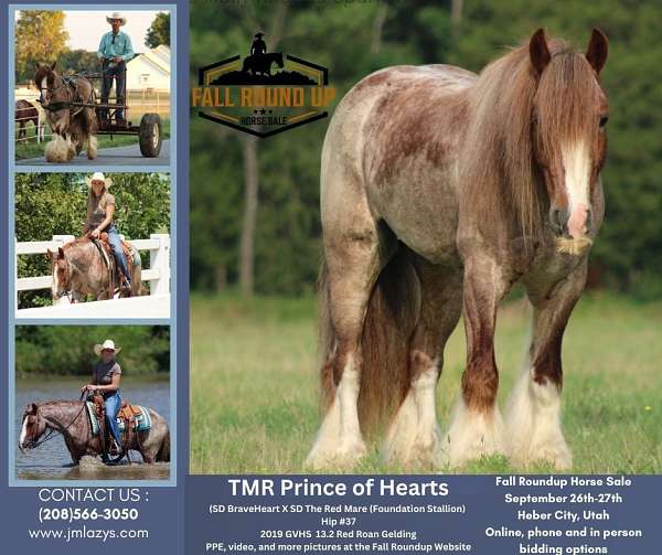 anyone-gypsy-vanner-pony