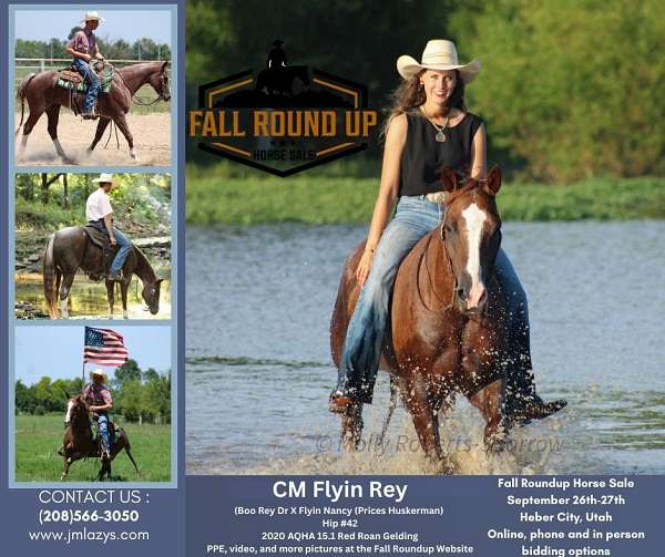 molly-gelding