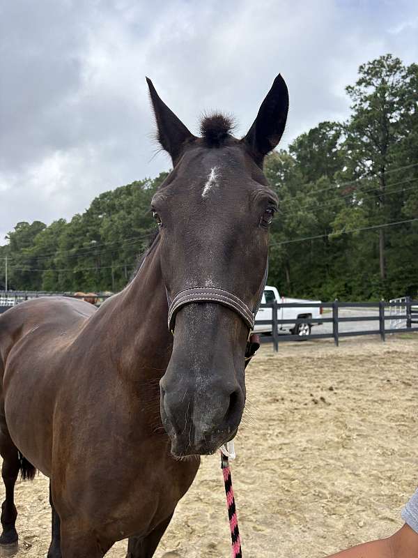 16-hand-draft-mare