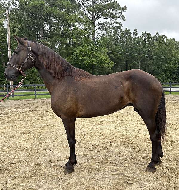 black-draft-mare