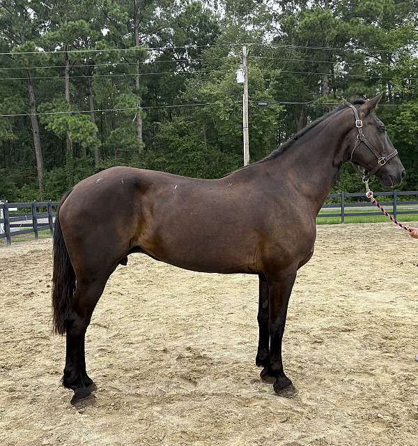 black-mare-for-sale