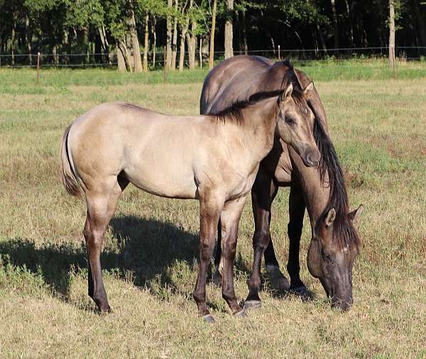 blue-grulla-filly-for-sale