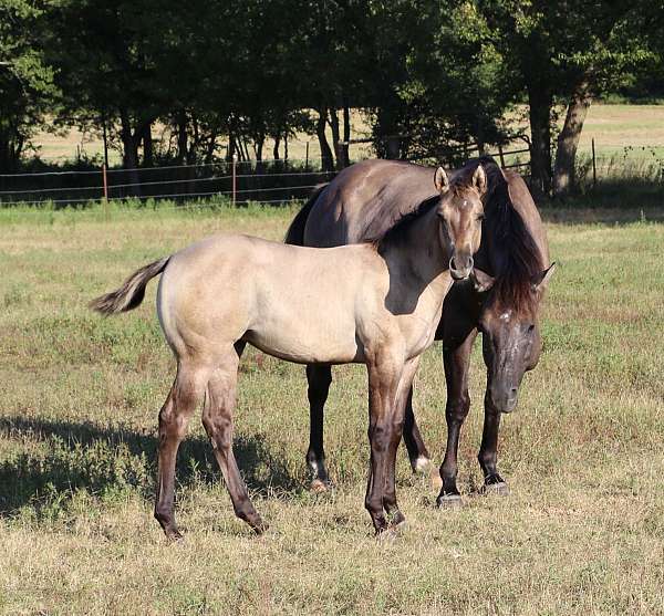blue-grulla-quarter-horse-for-sale