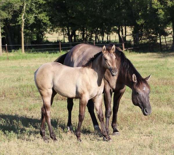 10-hand-blue-grulla-horse