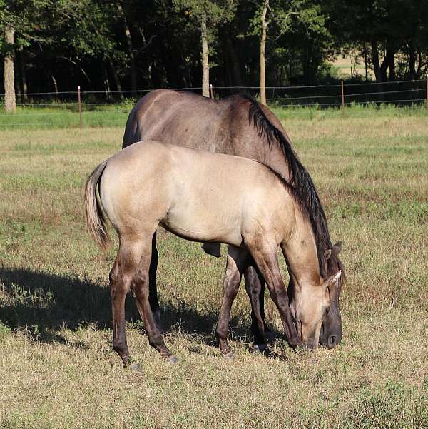 blue-grulla-filly