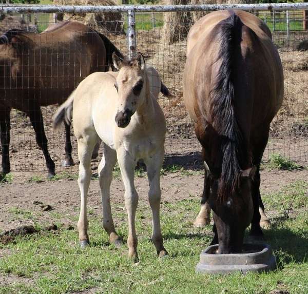 blue-grulla-horse-for-sale