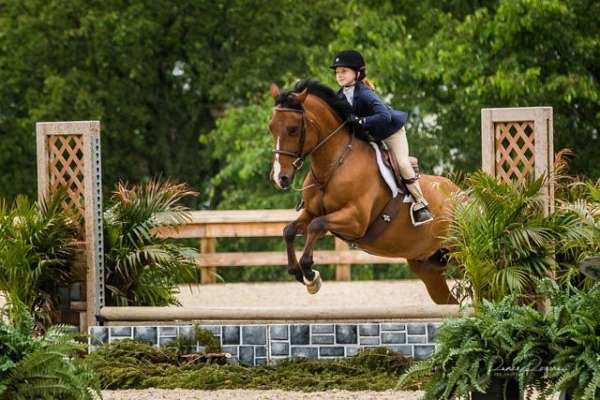 all-around-beginner-pony