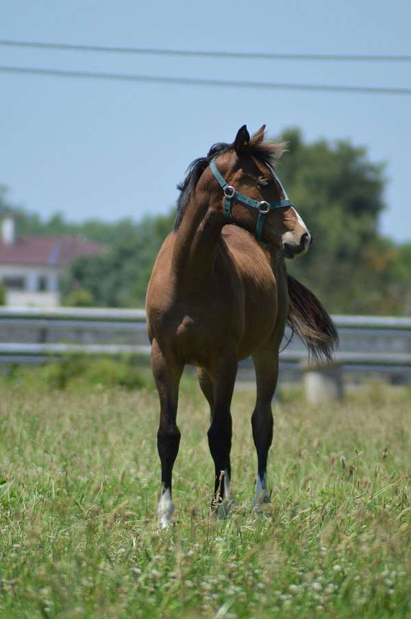 4-socks-white-blaze-horse