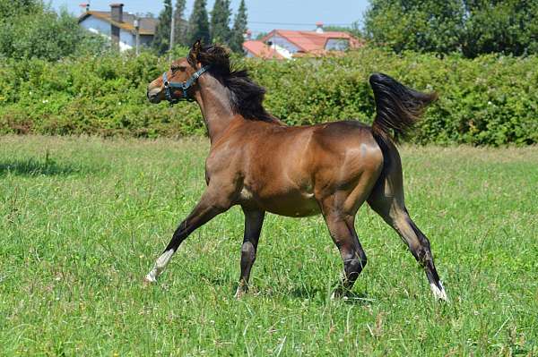 bay-4-socks-white-blaze-horse