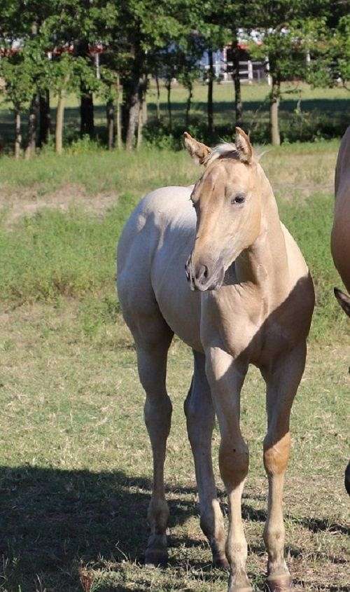 bueno-chex-colt