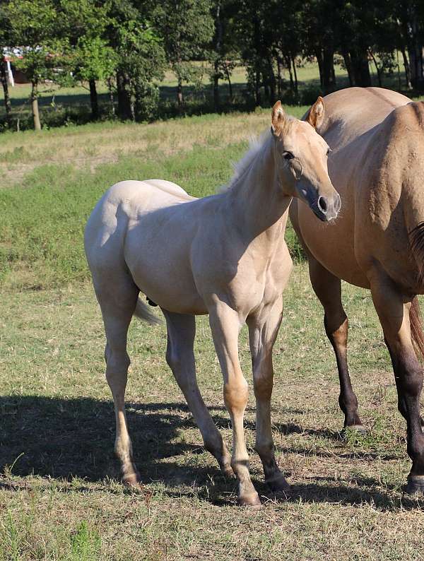 bueno-chex-palomino-horse