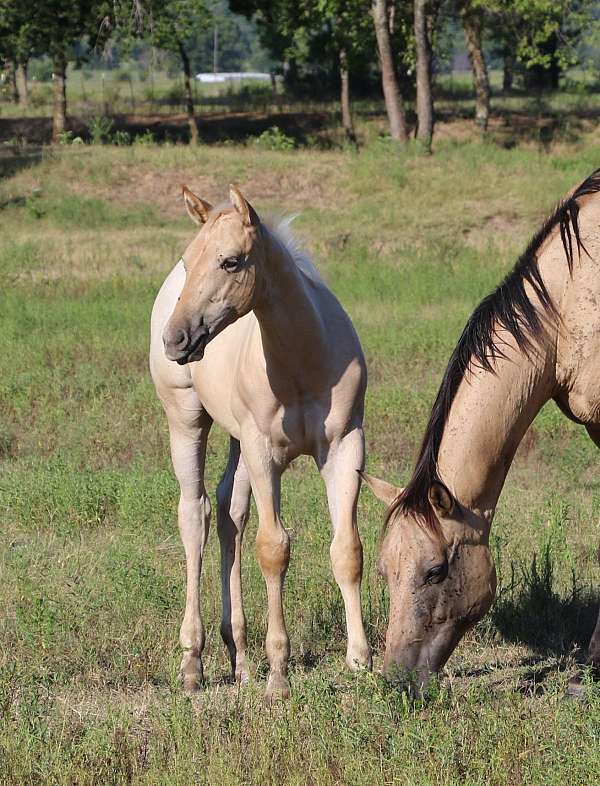 king-fritz-palomino-horse