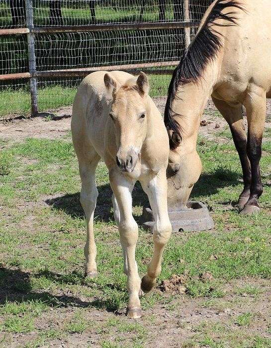 ben-mark-palomino-horse