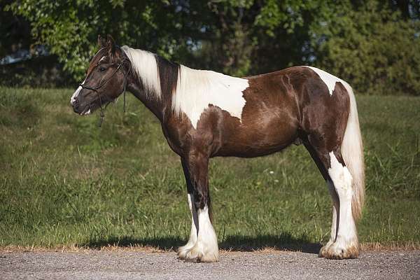 horsemanship-colt-yearling