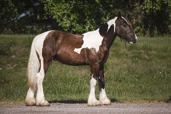 gypsy-vanner-colt-yearling