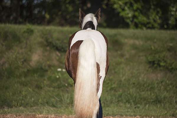 piebald-gypsy-vanner-colt
