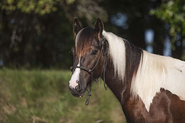 piebald-gvhs-colt