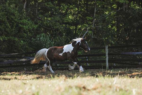 piebald-gvhs-horse