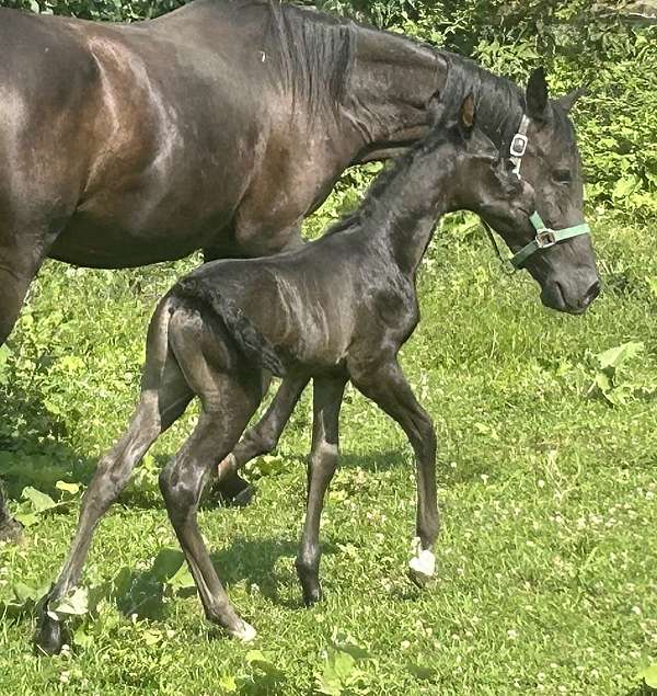 arabian-horse-for-sale