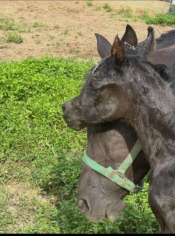 arabian-colt