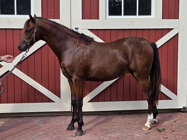 bay-star-2-rear-ankle-socks-pony