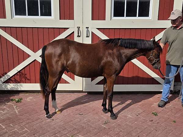refined-welsh-pony
