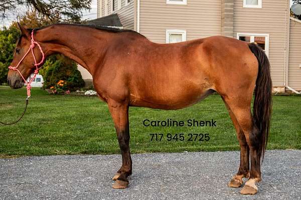 amish-broke-morgan-pony