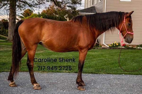 amish-trained-morgan-pony