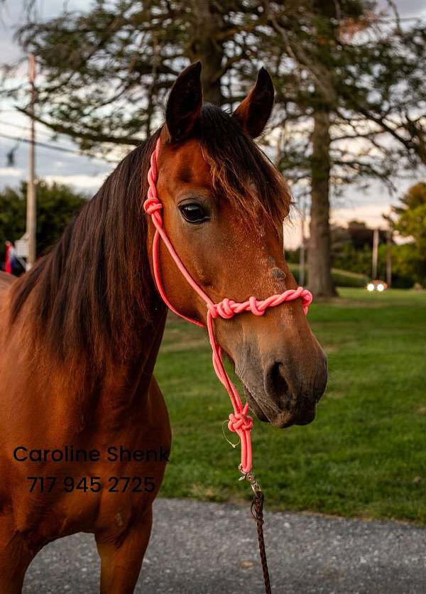 barefoot-morgan-pony