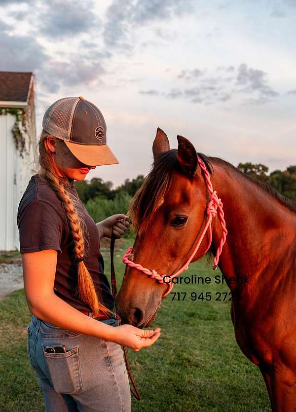broodmare-morgan-pony