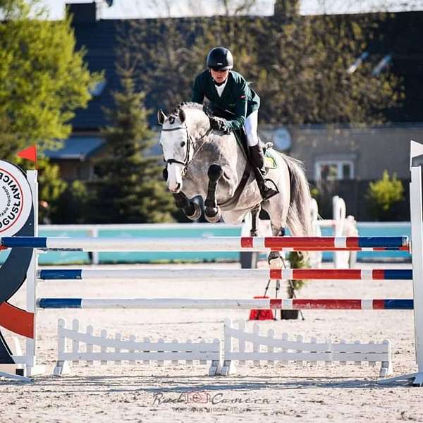grey-dutch-warmblood-stallion