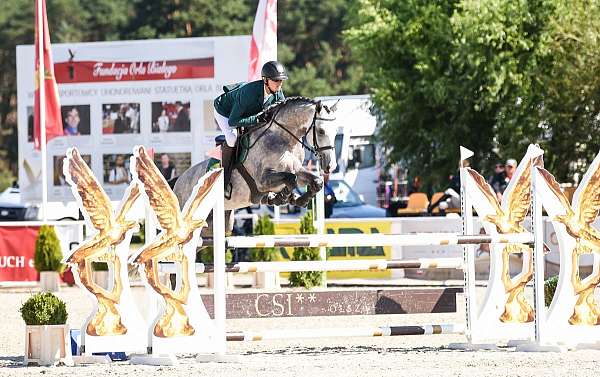 cor-de-la-bryere-dutch-warmblood-horse