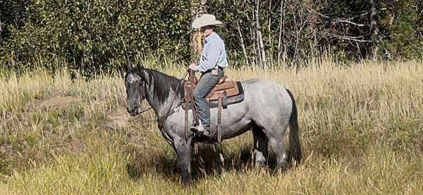 spouse-quarter-horse