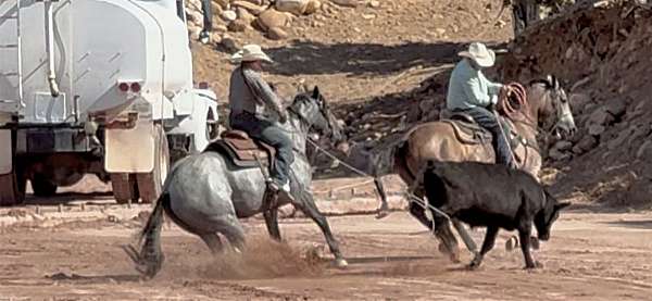 spouse-gelding