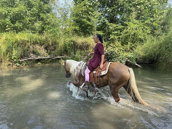 draft-trail-quarter-horse