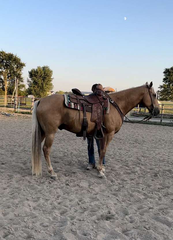 all-around-quarter-horse