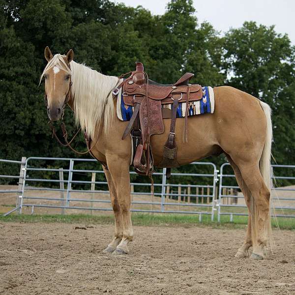 arena-quarter-horse