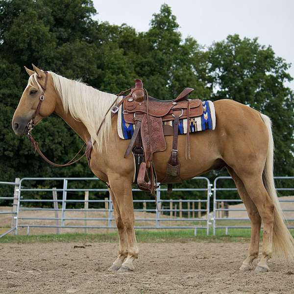 call-quarter-horse