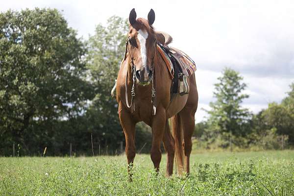 acre-quarter-horse
