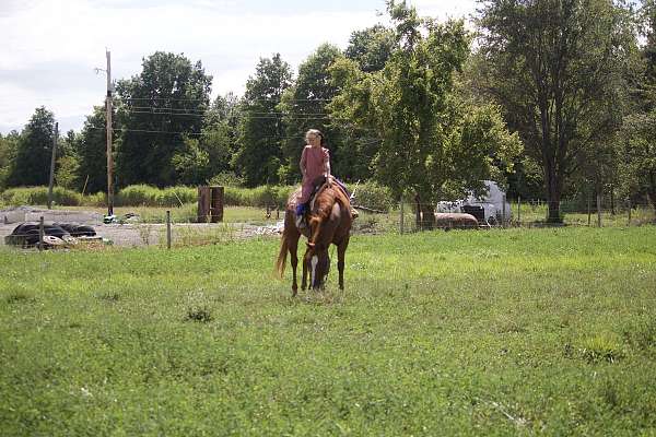 beginner-quarter-horse