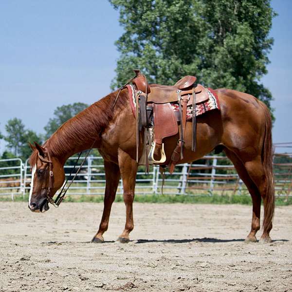 beginner-safe-quarter-horse